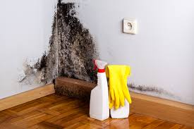 Best Water Damage & Mold Remediation  in USA